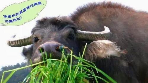 牛能吃小瓜吗怎么吃的视频,创意视频揭秘牛吃瓜的独特方式