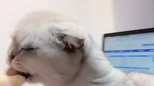 铲屎官吃瓜视频大全下载,宠物界的欢乐喜剧时刻