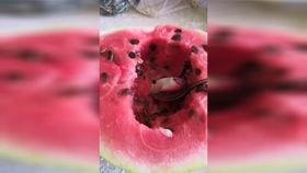 七夕酒店吃瓜视频,揭秘酒店内部惊人一幕