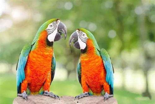 鹦鹉可以吃蜜瓜嘛视频,鹦鹉吃蜜瓜视频揭秘