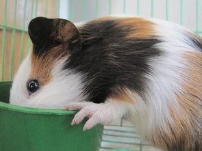 荷兰猪可以吃籽瓜吗视频,籽瓜的适宜性探讨