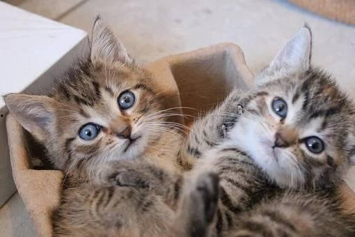 武汉吃瓜萌宠视频,萌态百出引网友爆笑