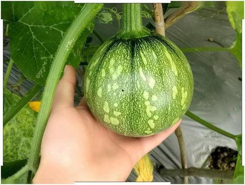 小螺丝吃瓜的视频,揭秘娱乐圈幕后故事