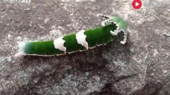 动物兔子吃瓜视频,瓜果盛宴欢乐多