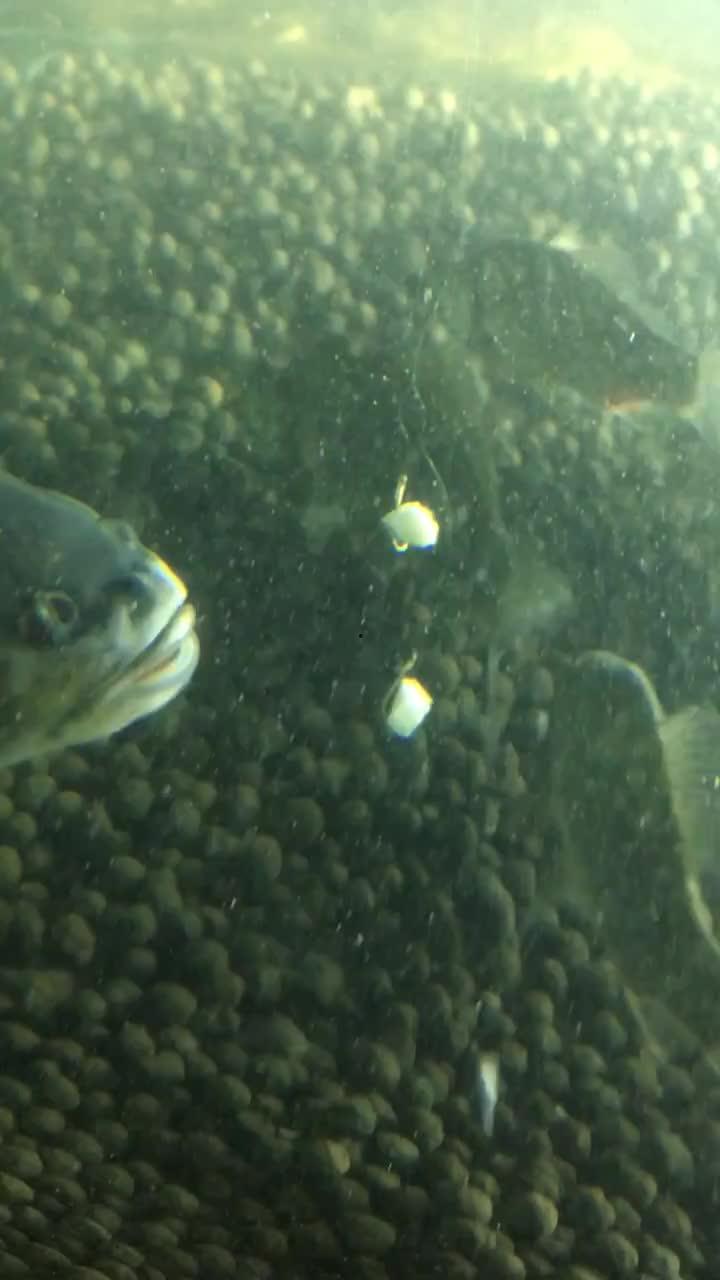 抠鱼鳃吃瓜视频大全,跟着视频大全尝鲜瓜果佳肴