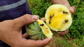 创意吃瓜挑战音乐视频,音乐视频里的欢乐盛宴