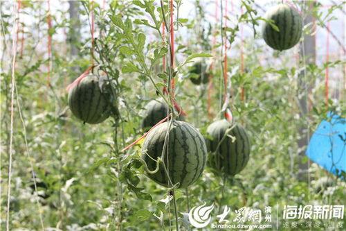 青田网红吃瓜事件视频,一场网络狂欢背后的真相揭秘