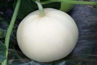 吃太多梨瓜怎么办呢视频,轻松解决不适问题