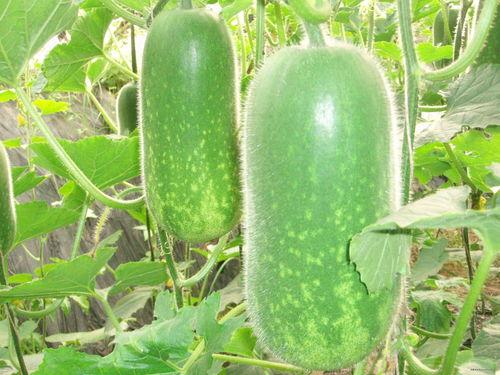 大凉山吃土瓜视频大全播放,视频大全播放背后的风味传奇