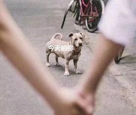 吃瓜群众舔狗视频大全最新,吃瓜群众揭秘网络现象背后的心理真相