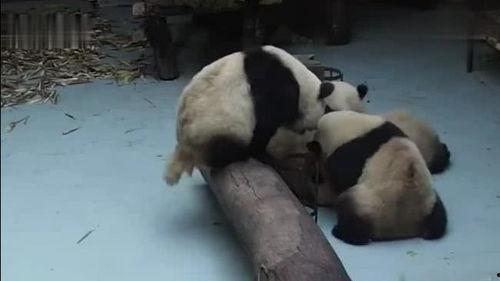 吃瓜视频大熊猫,萌态百出，趣味横生