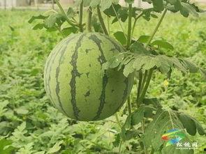 灵石吃瓜事件最新进展视频,最新进展揭秘，真相逐渐浮出水面