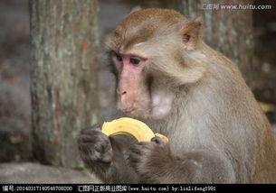 猴子吃瓜故事p教学视频,趣味教学视频中的智慧启示