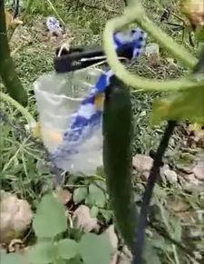 旬阳吃瓜事件真相视频,揭秘真相背后的惊人内幕