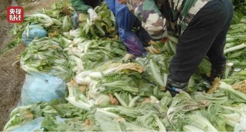 带你吃瓜老坛酸菜视频,带你吃瓜老坛酸菜背后的故事