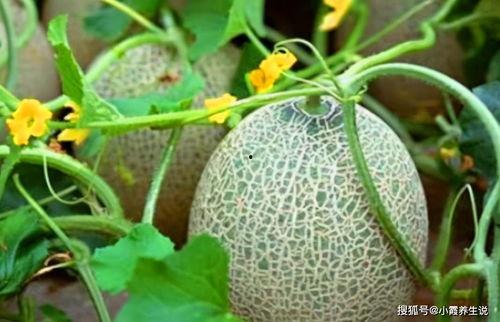 吃哈密瓜的丑女生视频,甜蜜瞬间引发网友热议