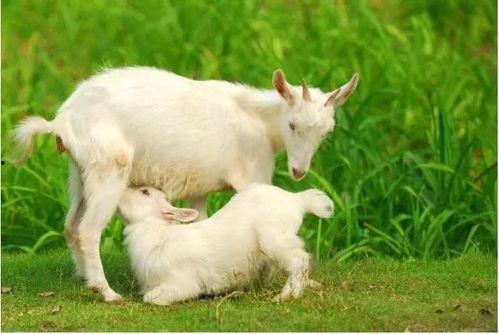 小羊吃蜜瓜的视频,蜜瓜盛宴大揭秘