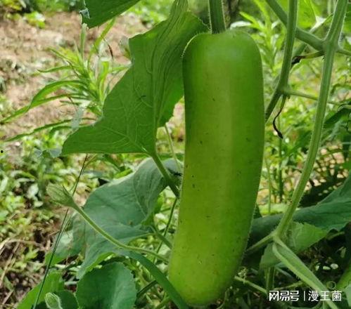 番茄视频吃瓜在线