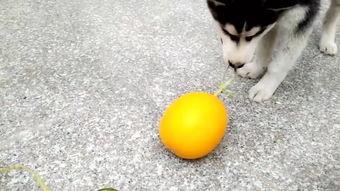 哈耶耶吃瓜视频,揭秘娱乐圈幕后真相