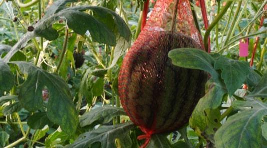 海南儋州吃瓜事件视频最新,一场引发热议的网络视频风波