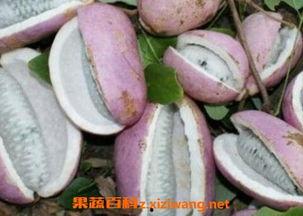 八月瓜头怎么吃最好吃视频,视频教你如何烹饪最佳口感