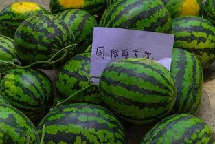 山上吃瓜3个人吃瓜视频,三人共享夏日悠闲时光