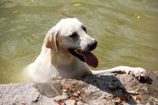 狗狗吃哈密瓜视频素材,萌态可掬瞬间捕捉