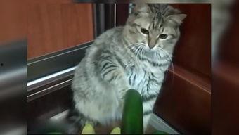 三只小猫吃瓜视频大全,萌态十足吃瓜视频大盘点