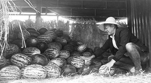 武清吃瓜群众事件视频曝光,视频曝光揭示惊人真相