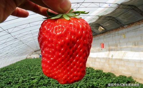 可爱的草莓吃瓜视频在哪