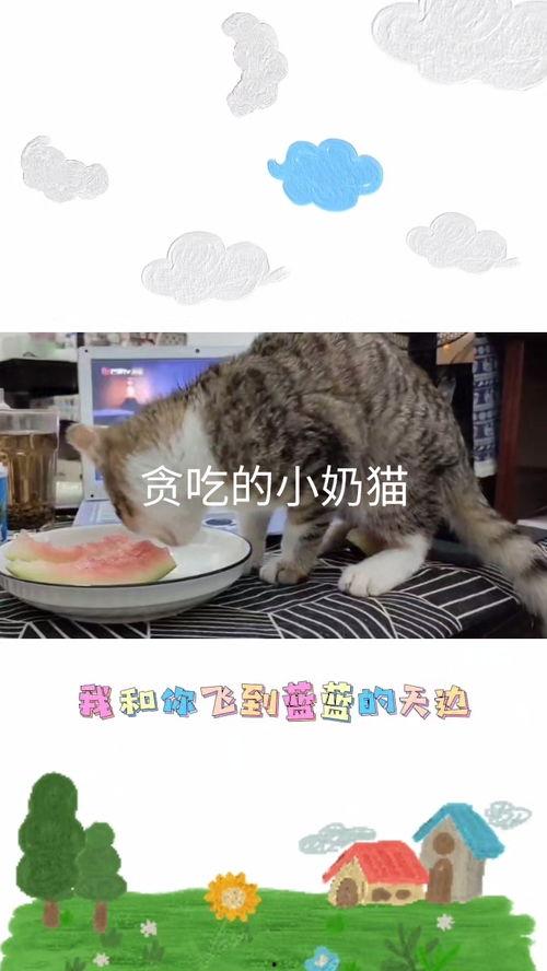 小奶猫吃大瓜好吗图片视频,萌态十足引网友爆笑