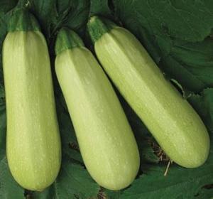 吃瓜背诗视频大全最新,笑中带学，趣味满满