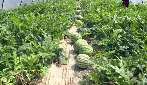 肥乡最新吃瓜事件视频