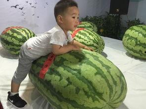 长垣吃瓜事件真相视频