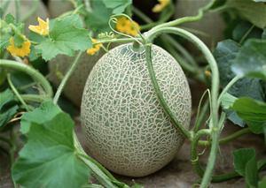 洗澡吃哈密瓜好吗视频,洗澡时吃哈密瓜的利弊解析