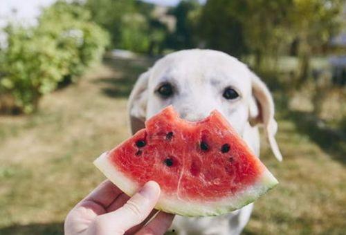 狗可以吃麒麟蜜瓜嘛视频,狗狗的夏日美味新宠？