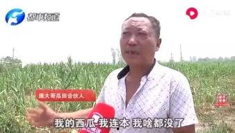 吃西瓜偷瓜贼视频,吃瓜群众围观热议