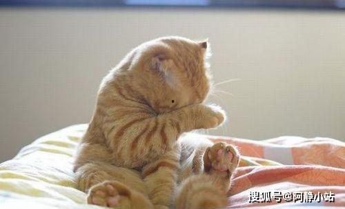 小猫吃瓜吵架怎么办啊视频