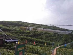 西昌公园吃瓜最新事件视频,现场视频曝光，引发网友热议