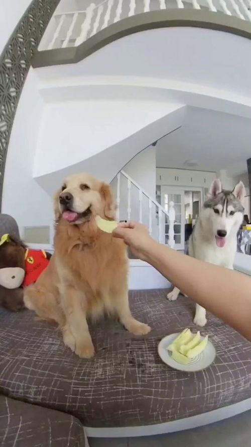 狗子与我吃瓜三段视频,三段吃瓜视频背后的欢乐时光